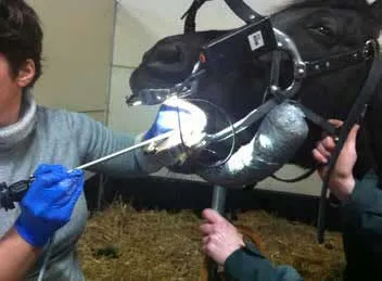 Le vétérinaire effectue un examen de la bouche du cheval Examen buccoscopique