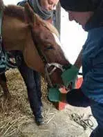 Ouvre bouche utilisé pour examiner la dentition du cheval Ouvre bouche