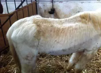 Certains troubles dentaires provoquant des défauts de mastication peuvent entrainer des obstructions d’oesophage, des ulcères gastriques ou des coliques. Amaigrissement du cheval
