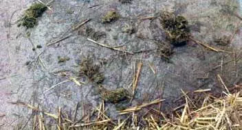 Symptôme de maladie dentaire d'un cheval Boulette d'amilent sur le sol