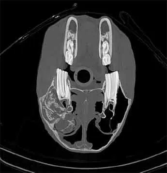 Image de Scanner réalisé sur un cheval Scanner (CT-SCAN)