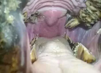 Certaines pathologies des dents et de leurs annexes peuvent avoir des répercussions importantes sur l’ensemble du cheval. Dentition d'un cheval en ciseau
