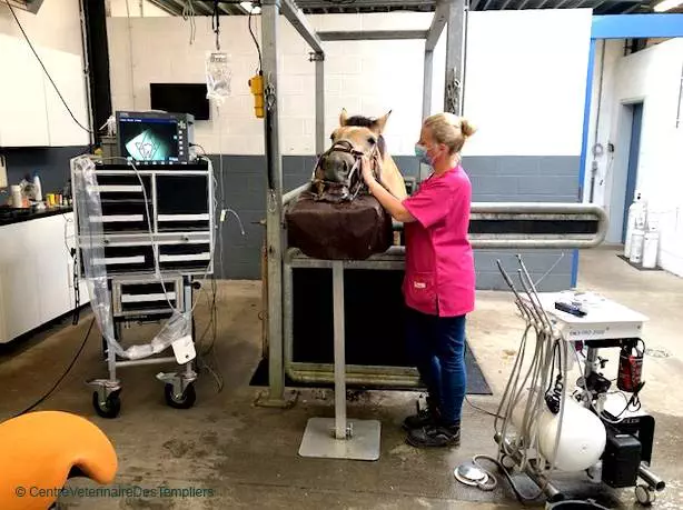 centre-veterinaire-des-templiers dentisterie equine avancee