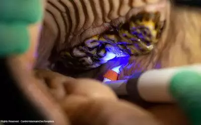 Pourquoi les dents de votre cheval ne sont pas les mêmes que les vôtres ou celles de votre animal de compagnie ?