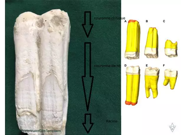 dent-de-cheval-couronne