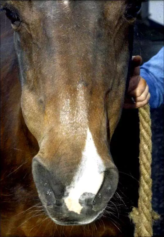 abces-cheval Gonflement dur ou bosse sur la mâchoire