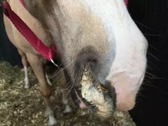ecoulement-nasale-cheval écoulement nasal du cheval